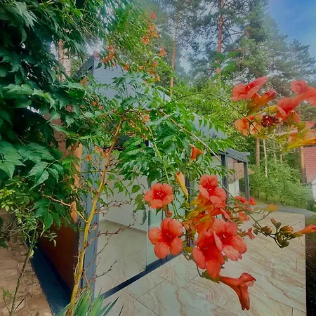 Apartman Pine Oasis Zavidovici
