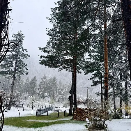 Pine Oasis * Zavidovici