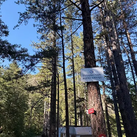Pine Oasis *