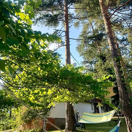 Pine Oasis *